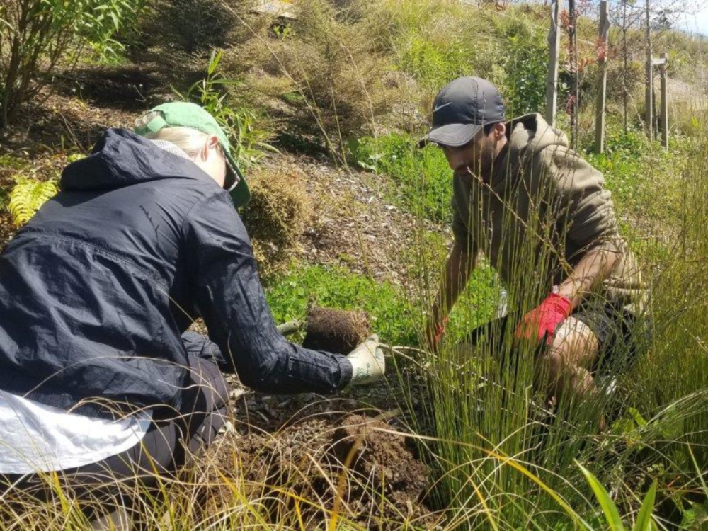 Te Ara Awataha: Volunteering Working Bee (10 April) | EcoFest - EcoFest