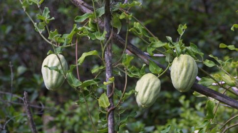 Moth plant vine climbing up a wire fence, with large mature pods