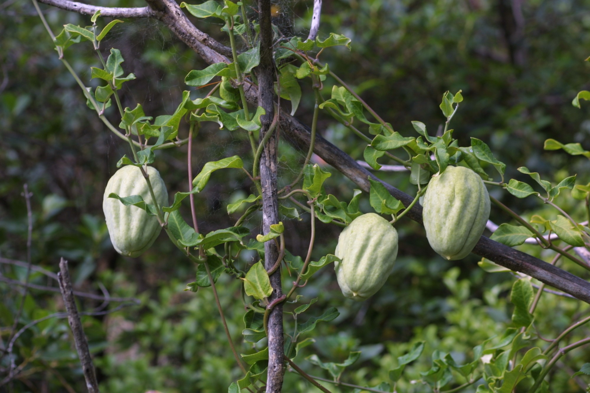 Moth plant vine climbing up a wire fence, with large mature pods